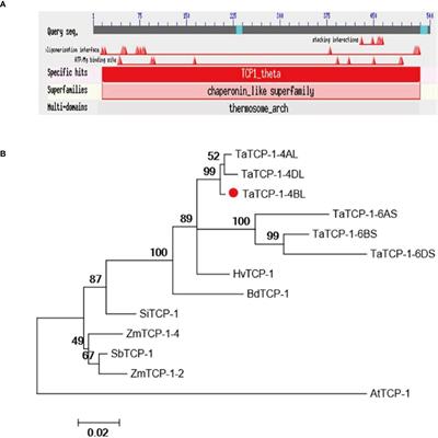 TaTCP-1, a Novel Regeneration-Related Gene Involved in the Molecular Regulation of Somatic Embryogenesis in Wheat (Triticum aestivum L.)